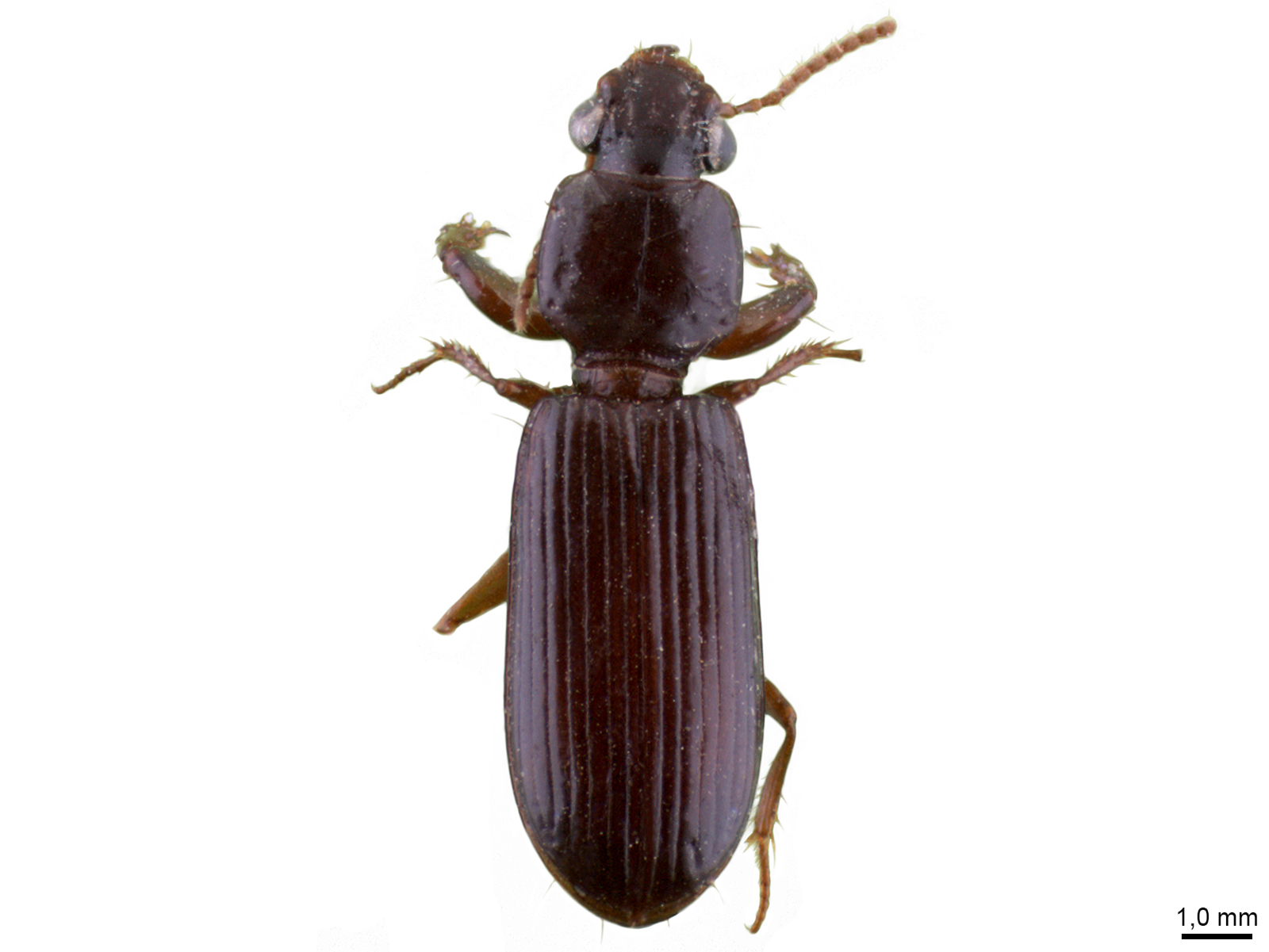 Clivina spp. 