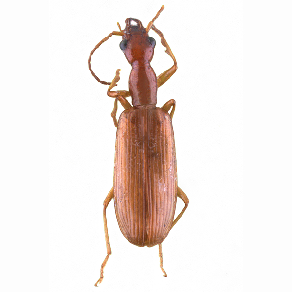 <p><em>Leptotrachelus</em></p>