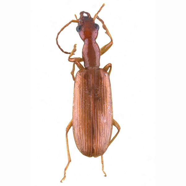 <p><em>Leptotrachelus</em></p>