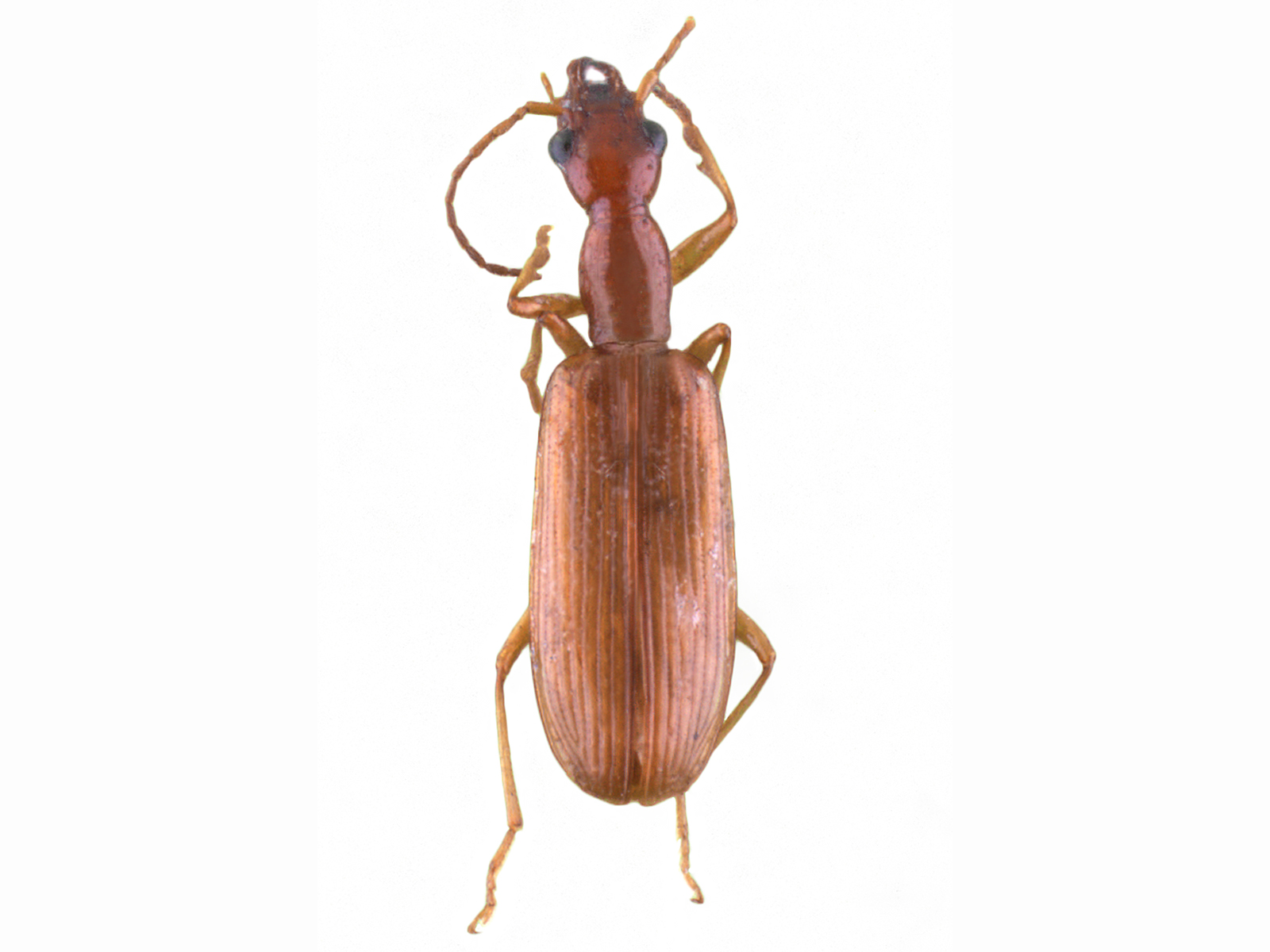 Leptotrachelus spp.