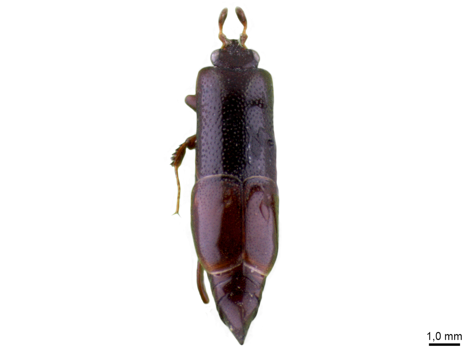 Trypanaeus sp. 