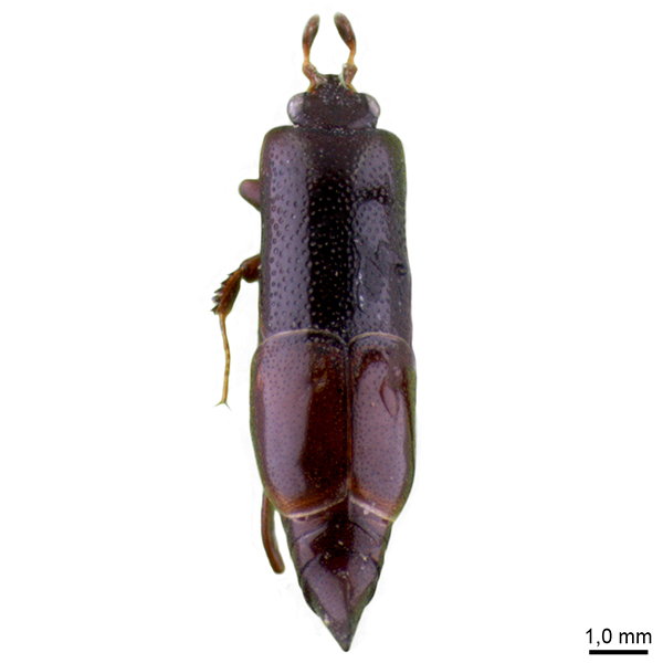 <p><em>Trypanaeus</em></p>