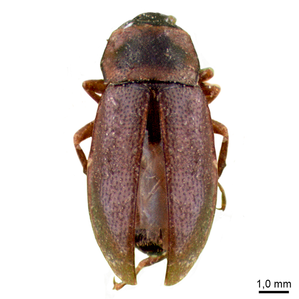 Hydraenidae