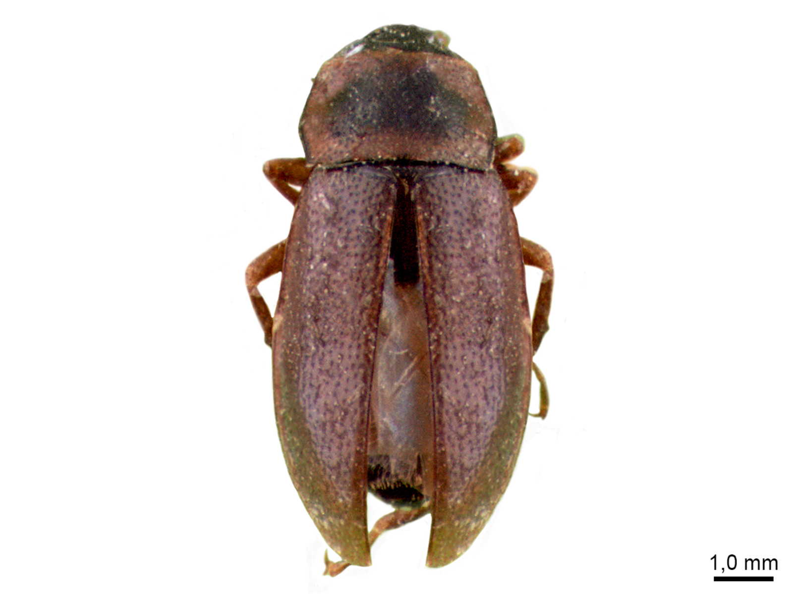 Hydraena spp. 