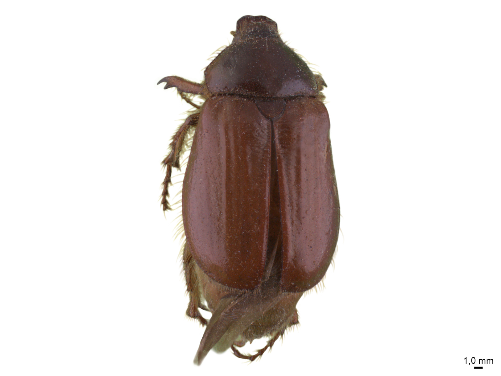 Paulosawalla ursinus (Blanchard, 1850) 