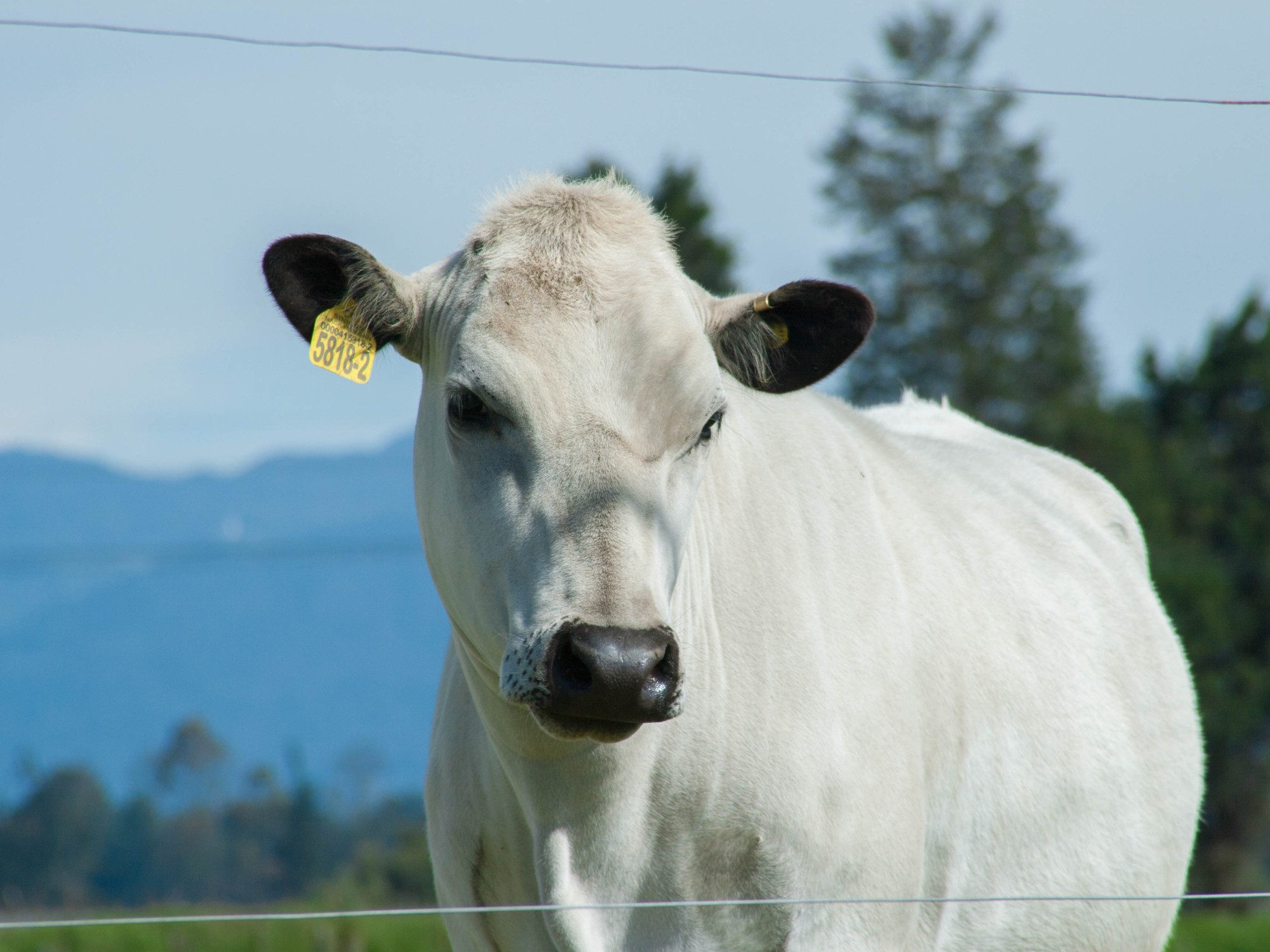 El Blanco Orejinegro (BON), alternativa de producción sostenible para el trópico colombiano