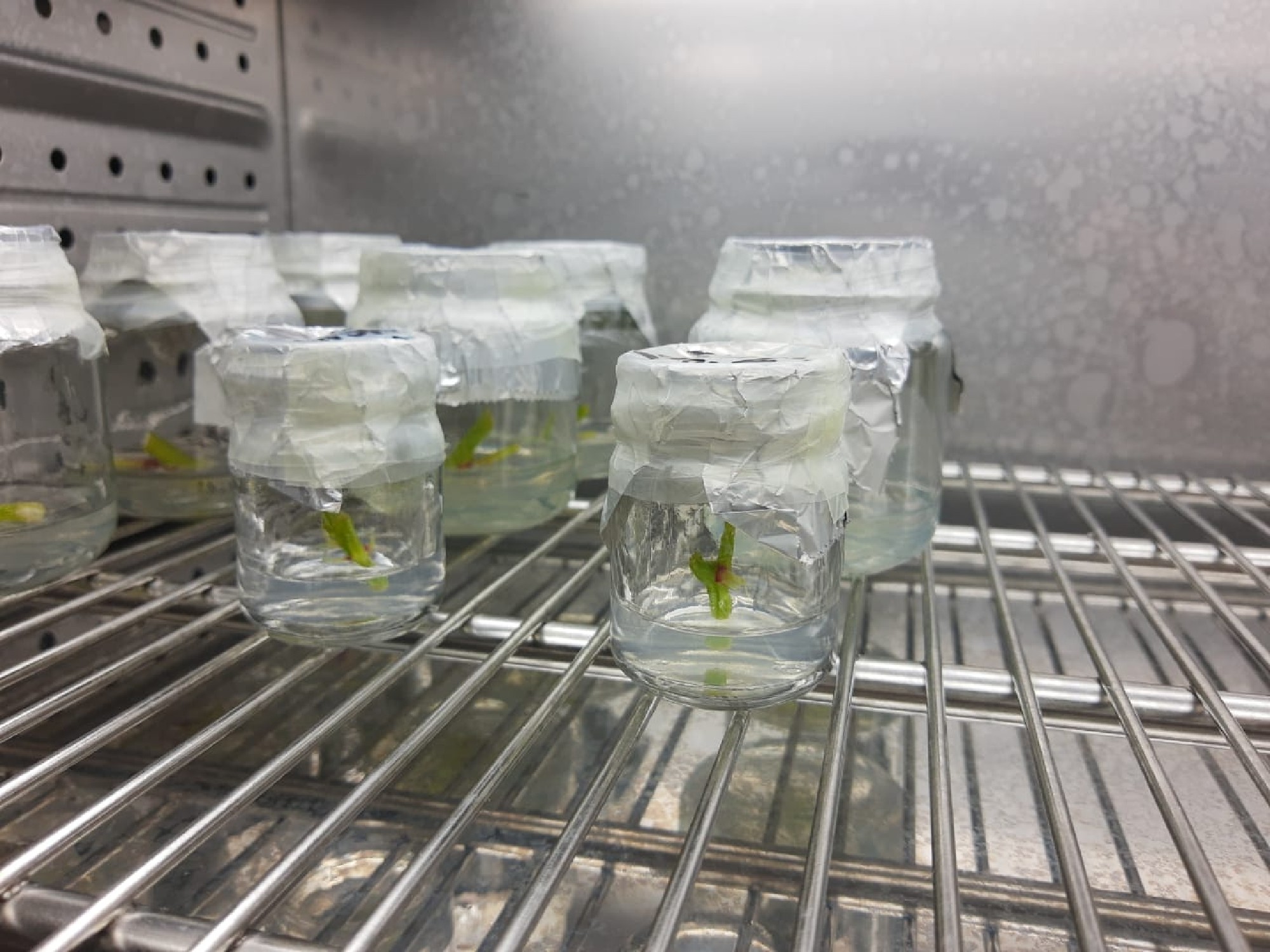 Inician pruebas de producción in vitro de yuca para beneficiar a productores en Cauca