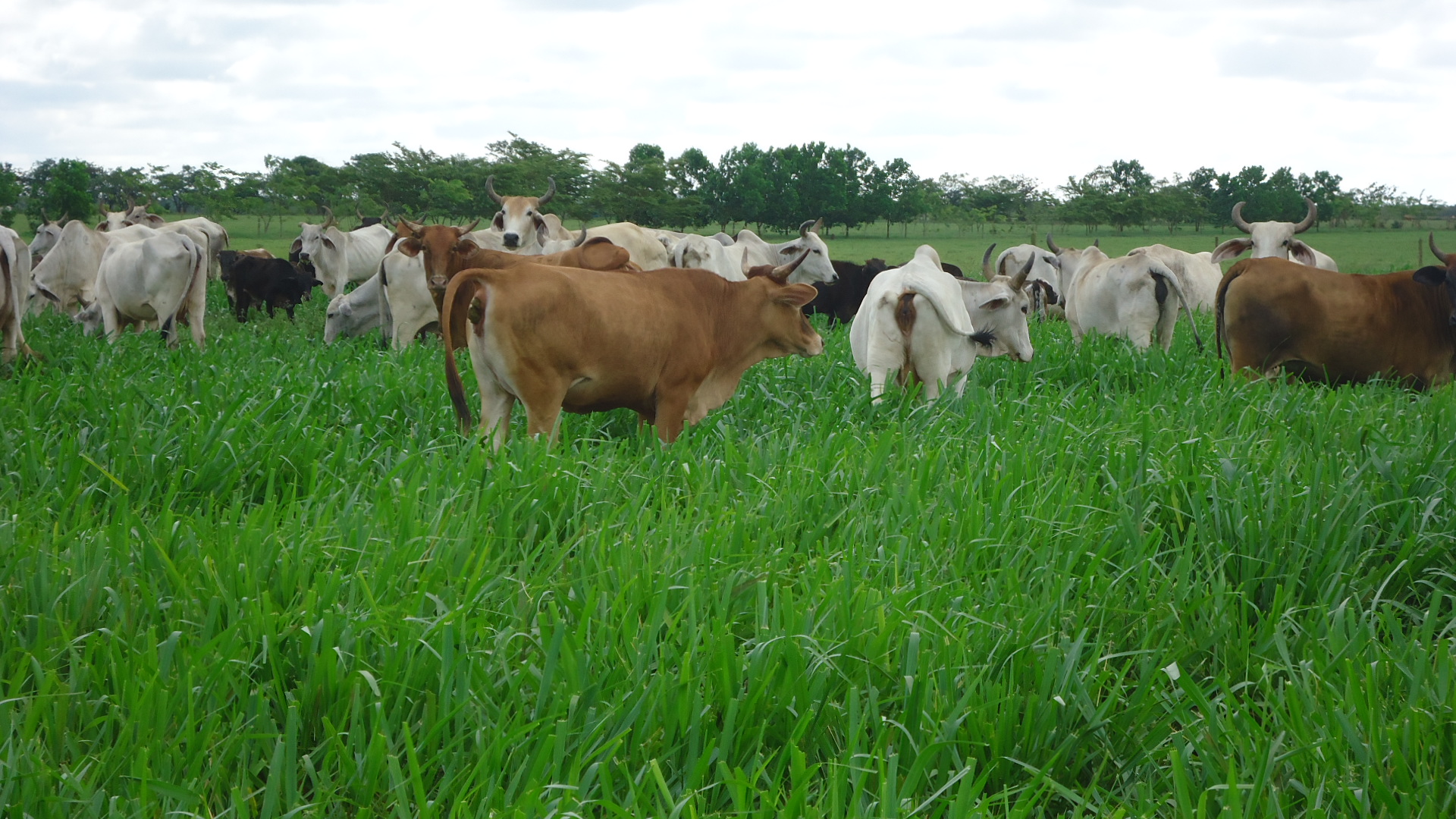 Recomendaciones sobre el uso y manejo de pasto Toledo (Brachiaria brizantha CIAT 26110). Gramínea de crecimiento vigoroso para intensificar la ganadería colombiana