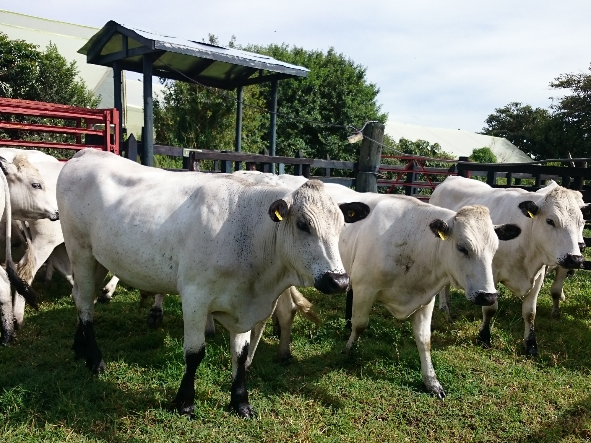 El Centro de Investigación El Nus, oferta animales Blanco Orejinegro para ceba
