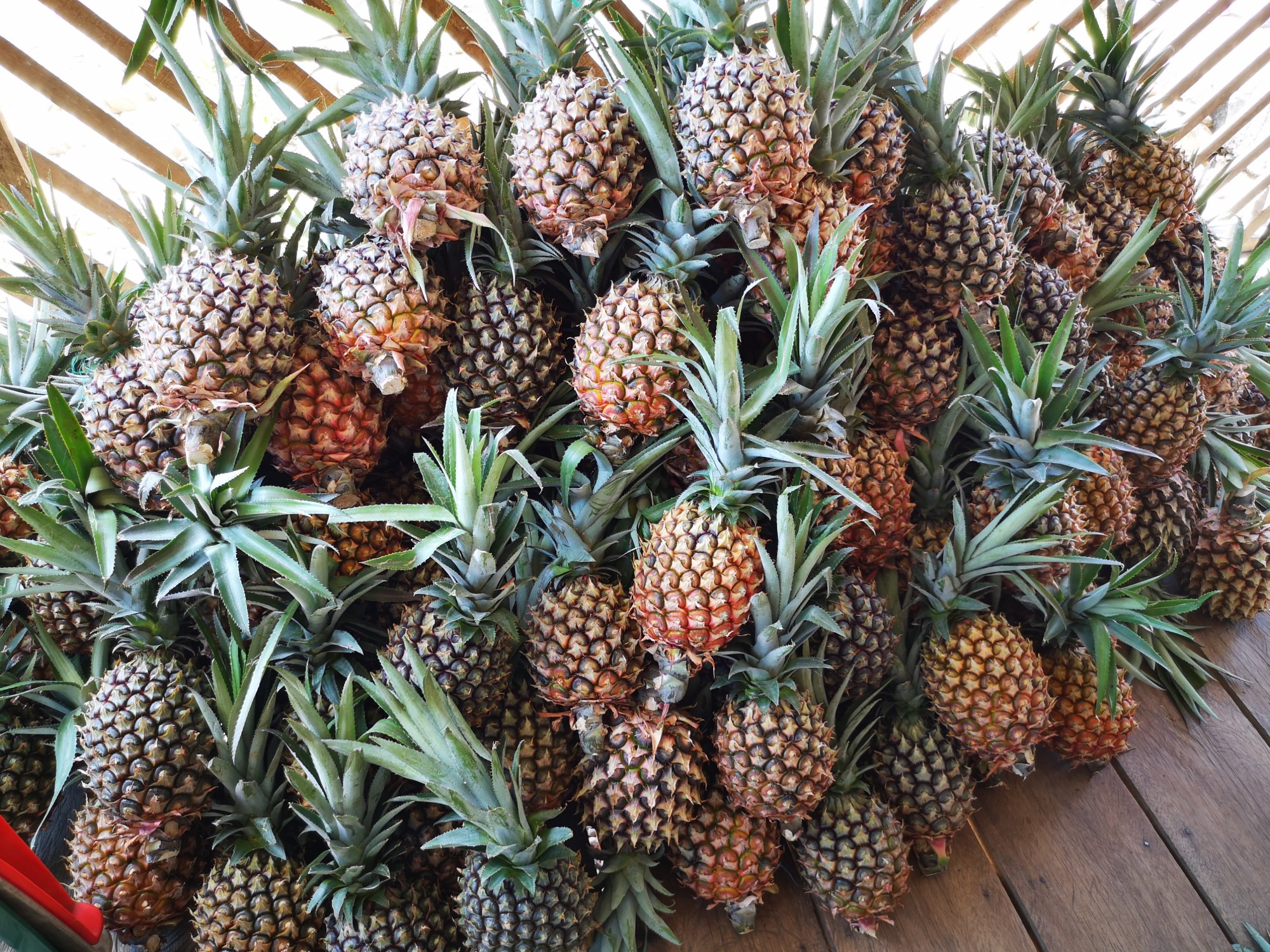 AGROSAVIA identifica nuevos cultivares de piña
para el mercado y la agroindustria colombiana