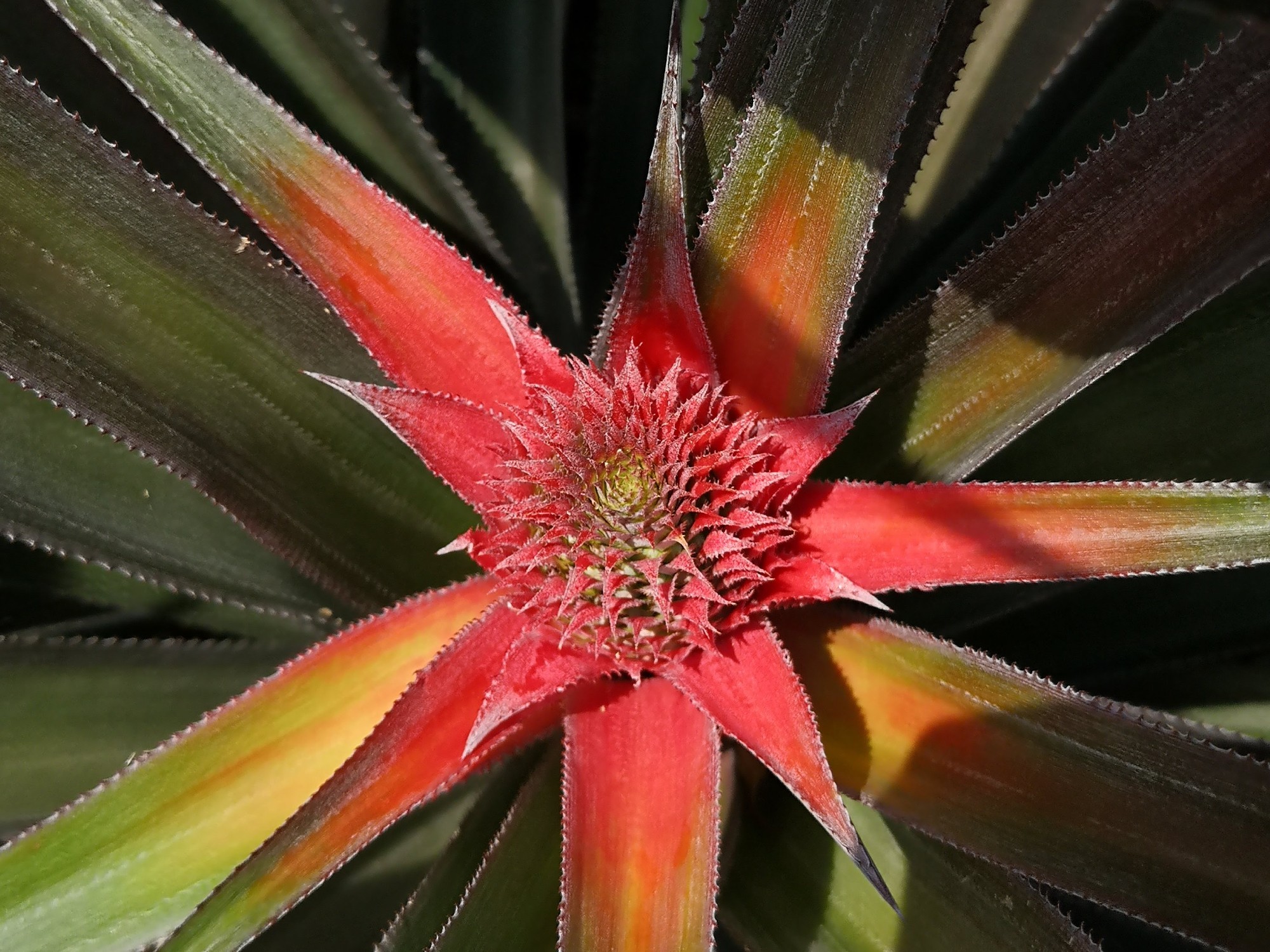 Piña3 AGROSAVIA