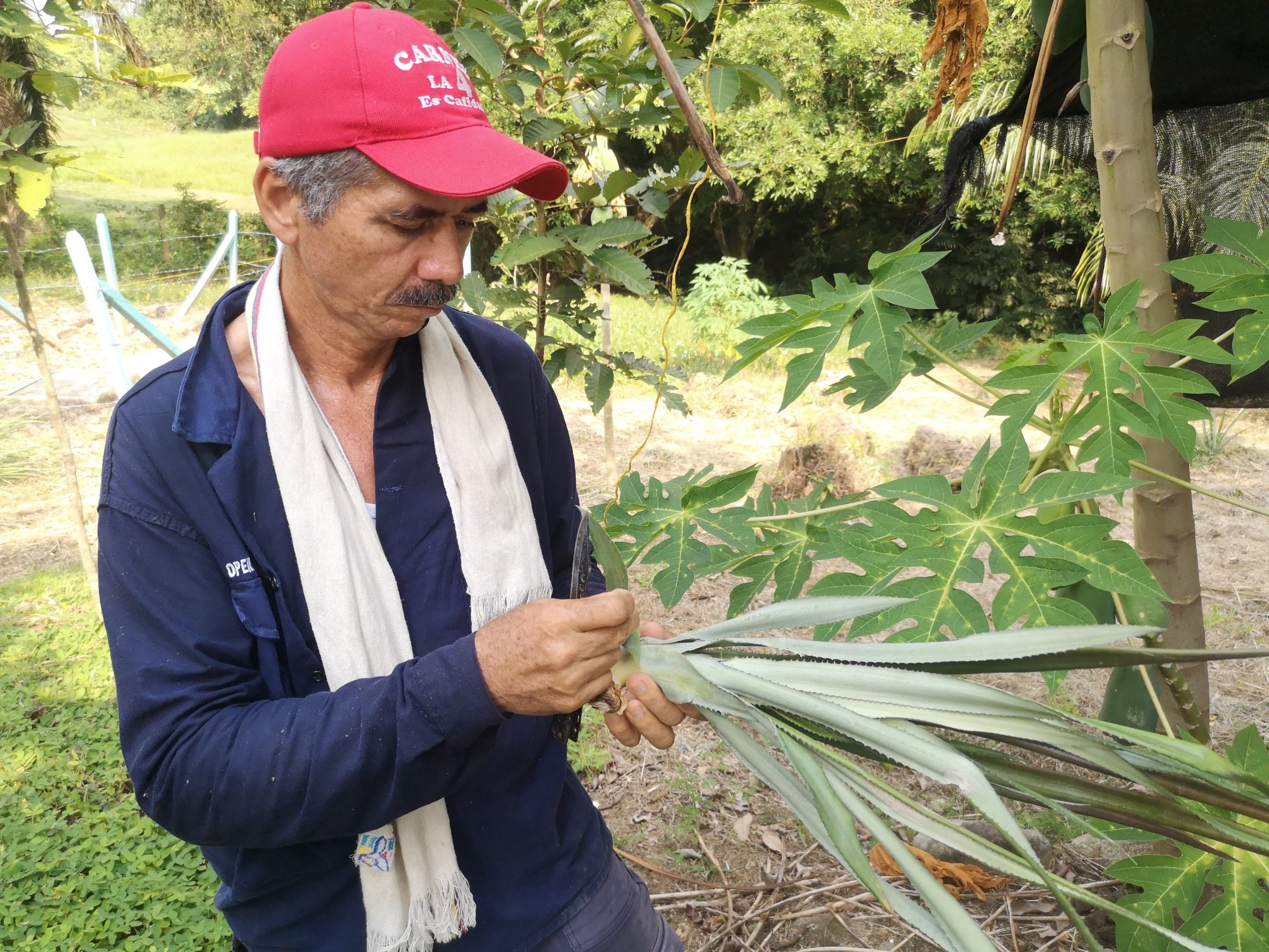 Piña4 AGROSAVIA