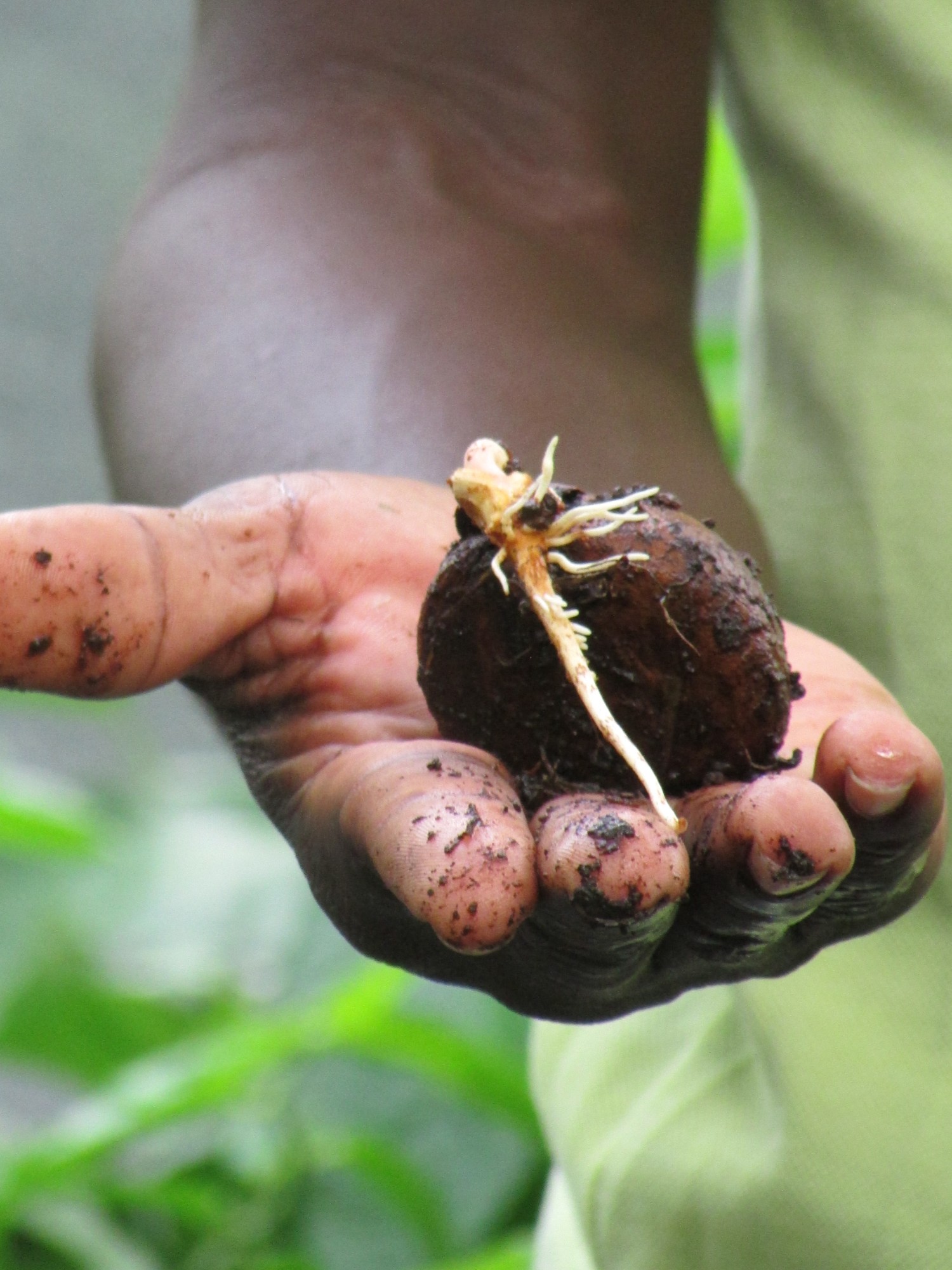 Díadelárbol2 AGROSAVIA Vert