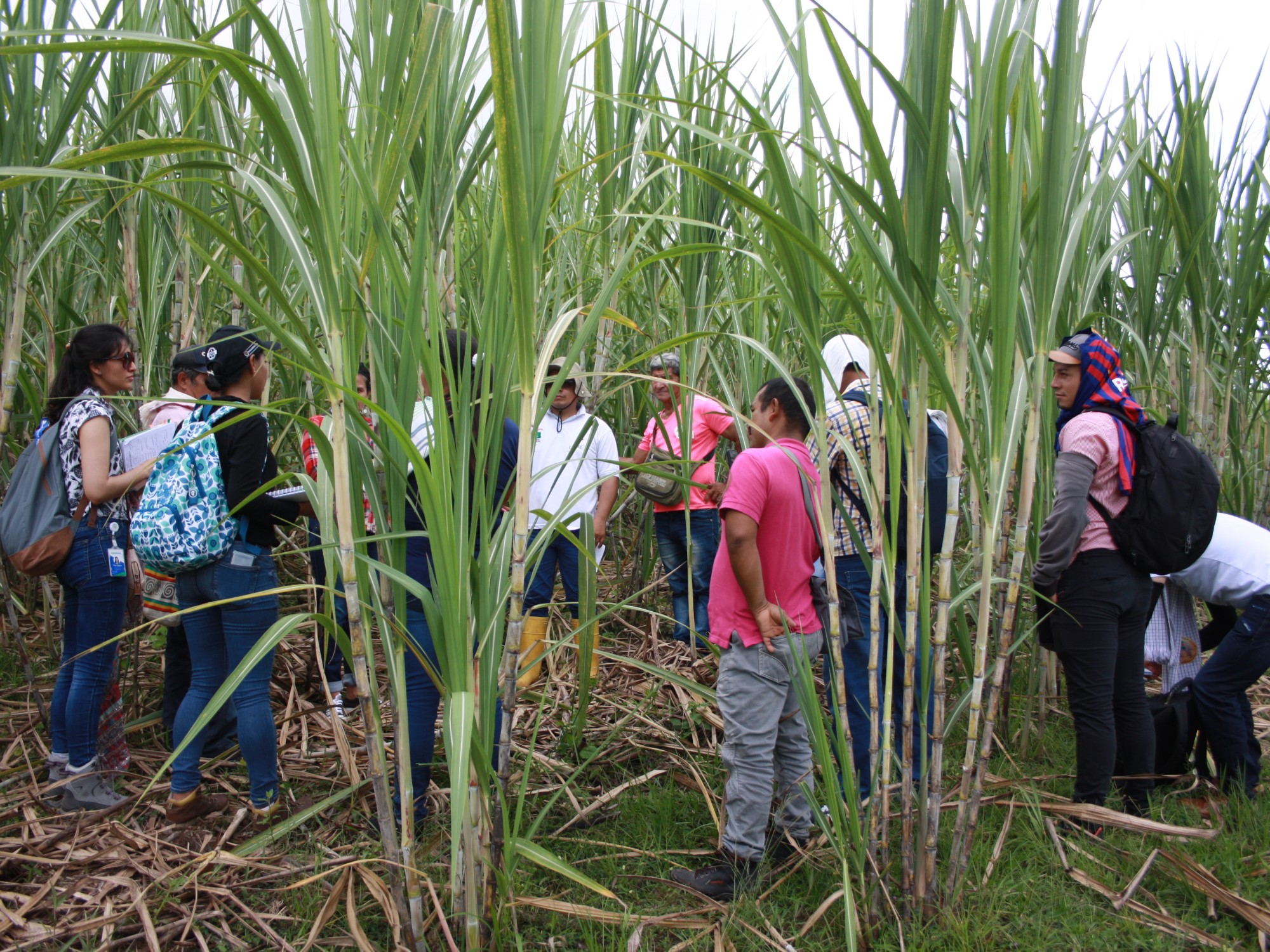 AGROSAVIA evalúa costos de los modelos productivos de caña