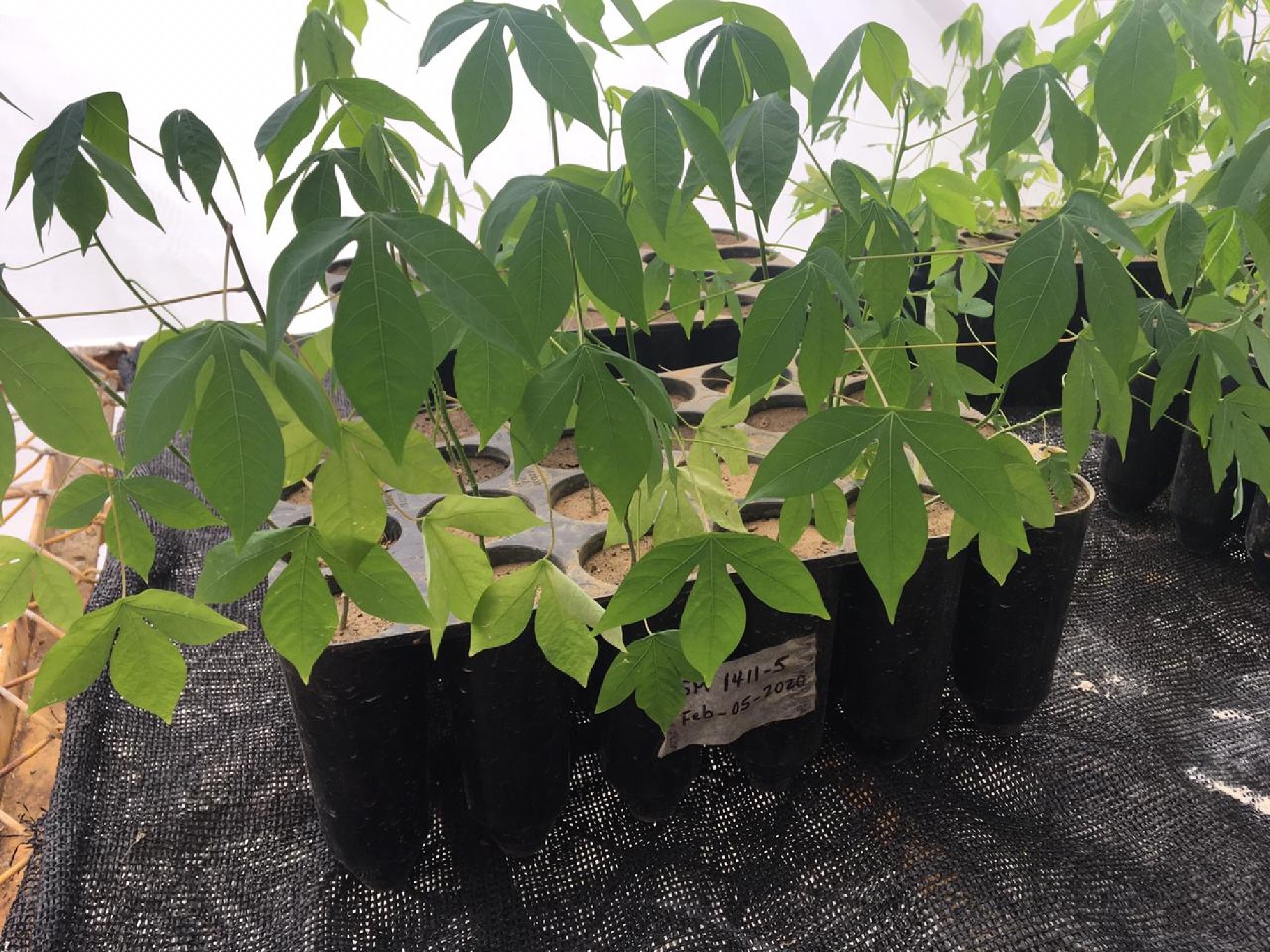 CLAYUCA AGROSAVIA (3) AGROSAVIA