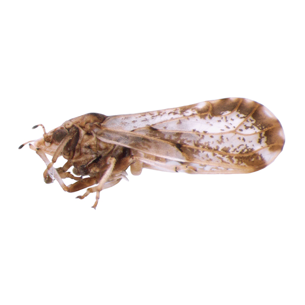 Diaphorina Citri 616X616