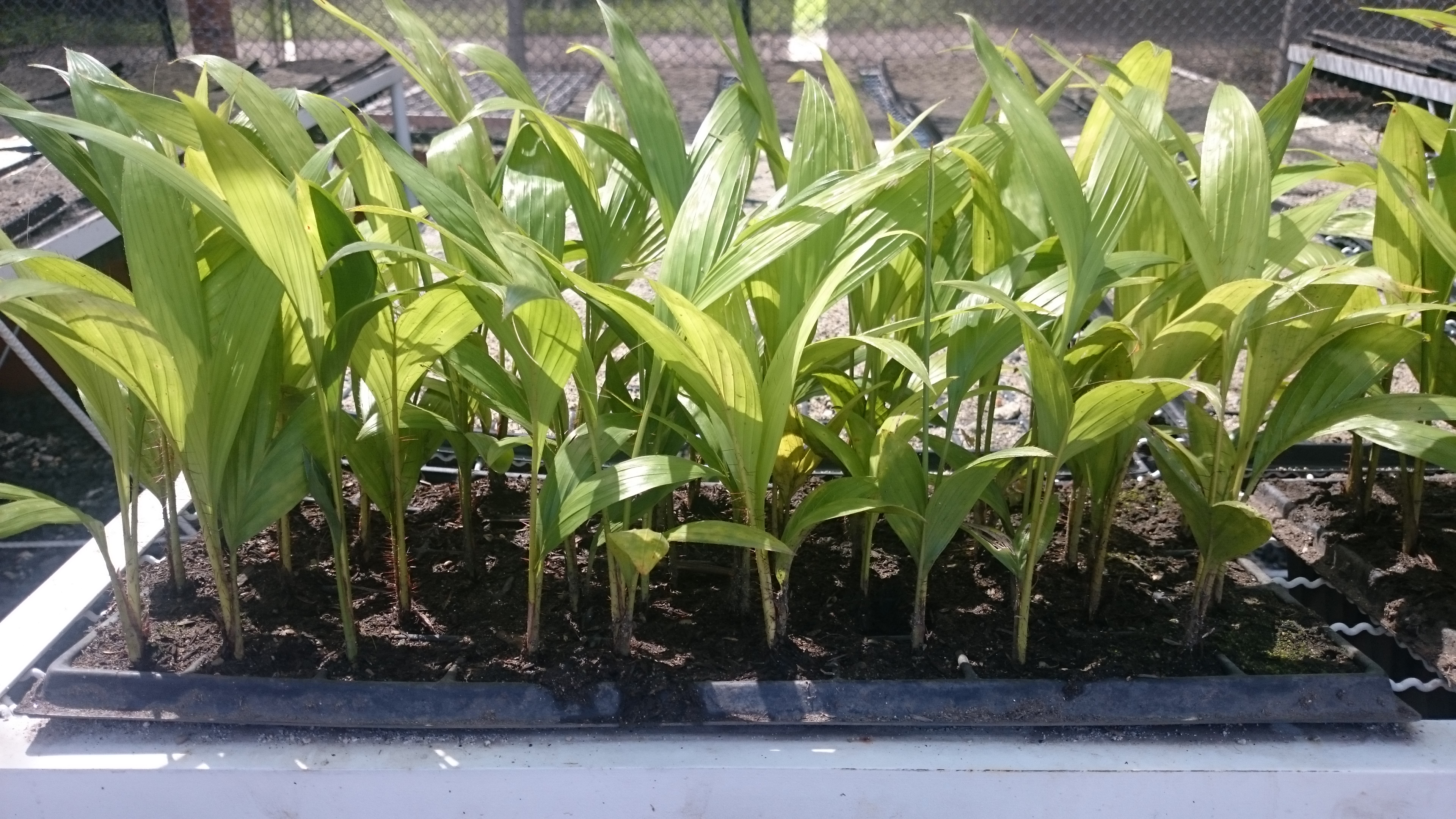 Estrategia para la renovación y nuevas siembras de plantaciones de chontaduro.