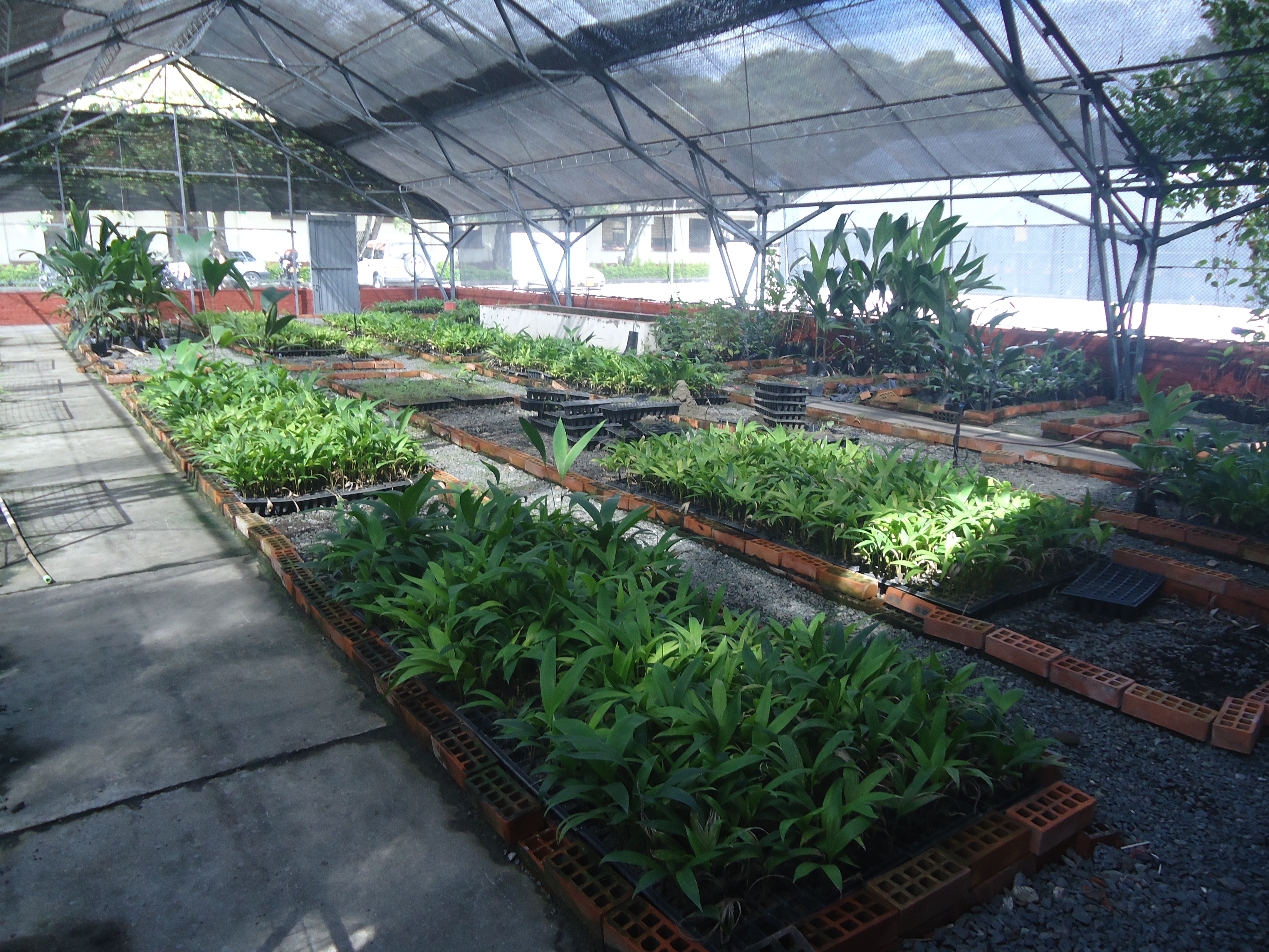 Produccionsemilla1 (2)