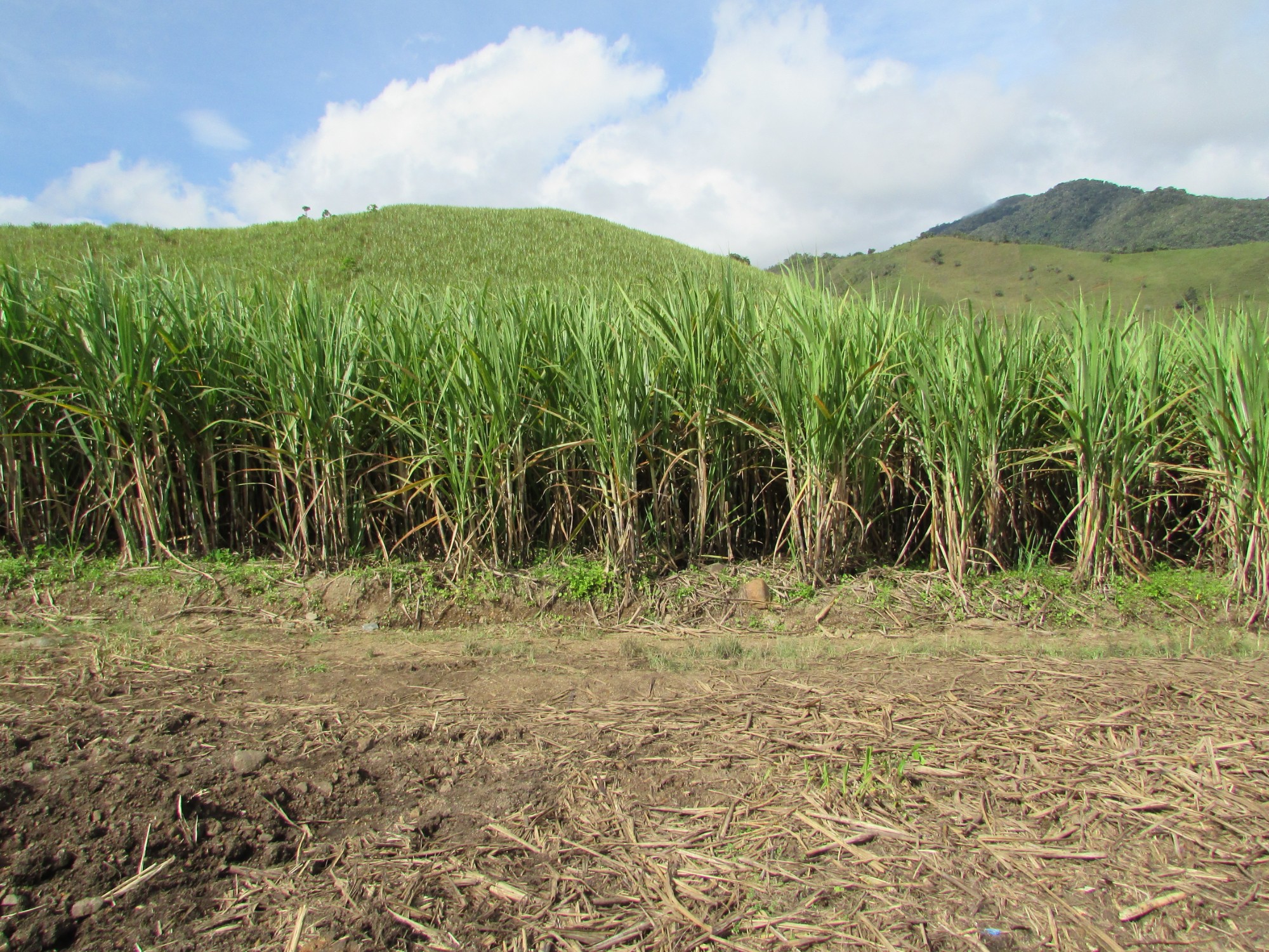 Charlas técnicas a través de redes sociales y emisoras comunitarias, para los productores del campo en el Nordeste y Magdalena Medio antioqueño