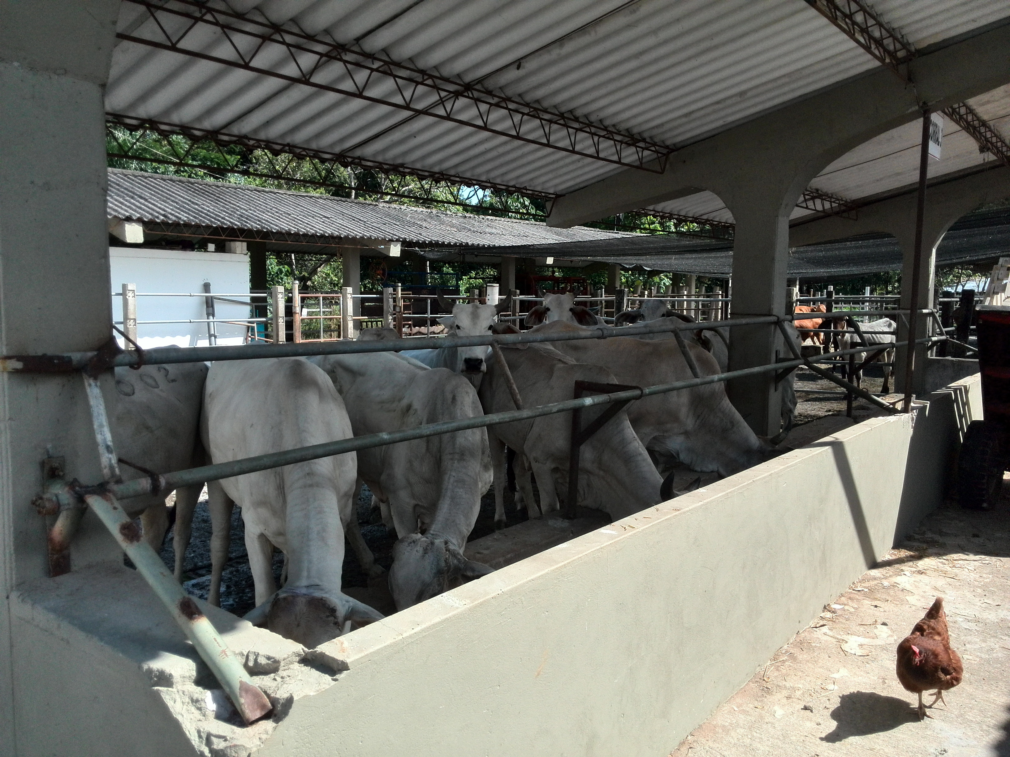 Vacas Cebú