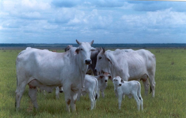 Estrategias de manejo de la hembra bovina para reducir el anestro posparto mediante sistemas de interrupción temporal del amamantamiento.