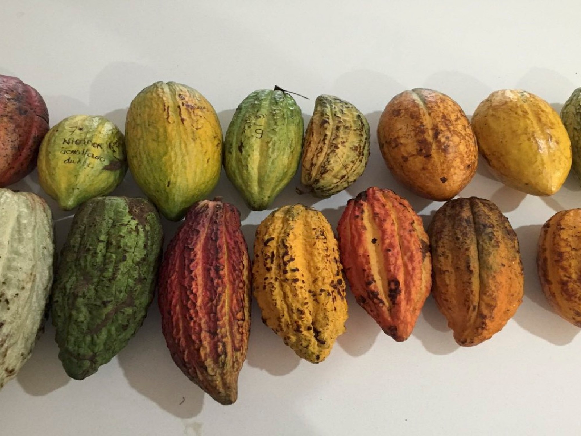 Estudio de asociación de genoma del cacao revela nuevos genes candidatos