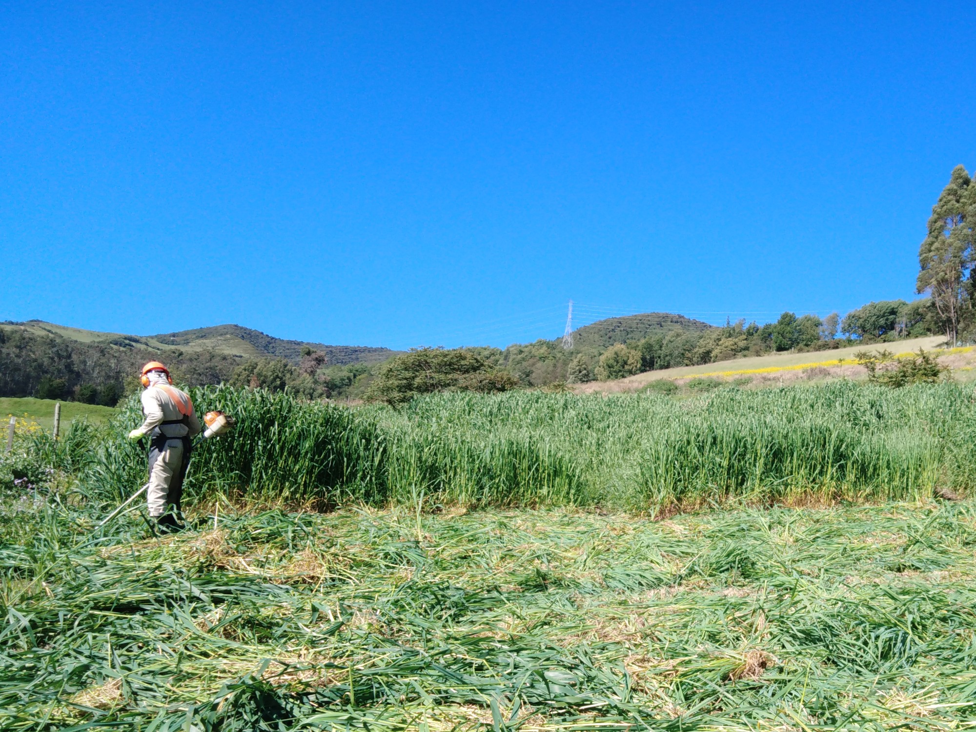 AGROSAVIA presenta alternativa de alimentación y nutrición de bovinos para tiempos de escasez de pasturas