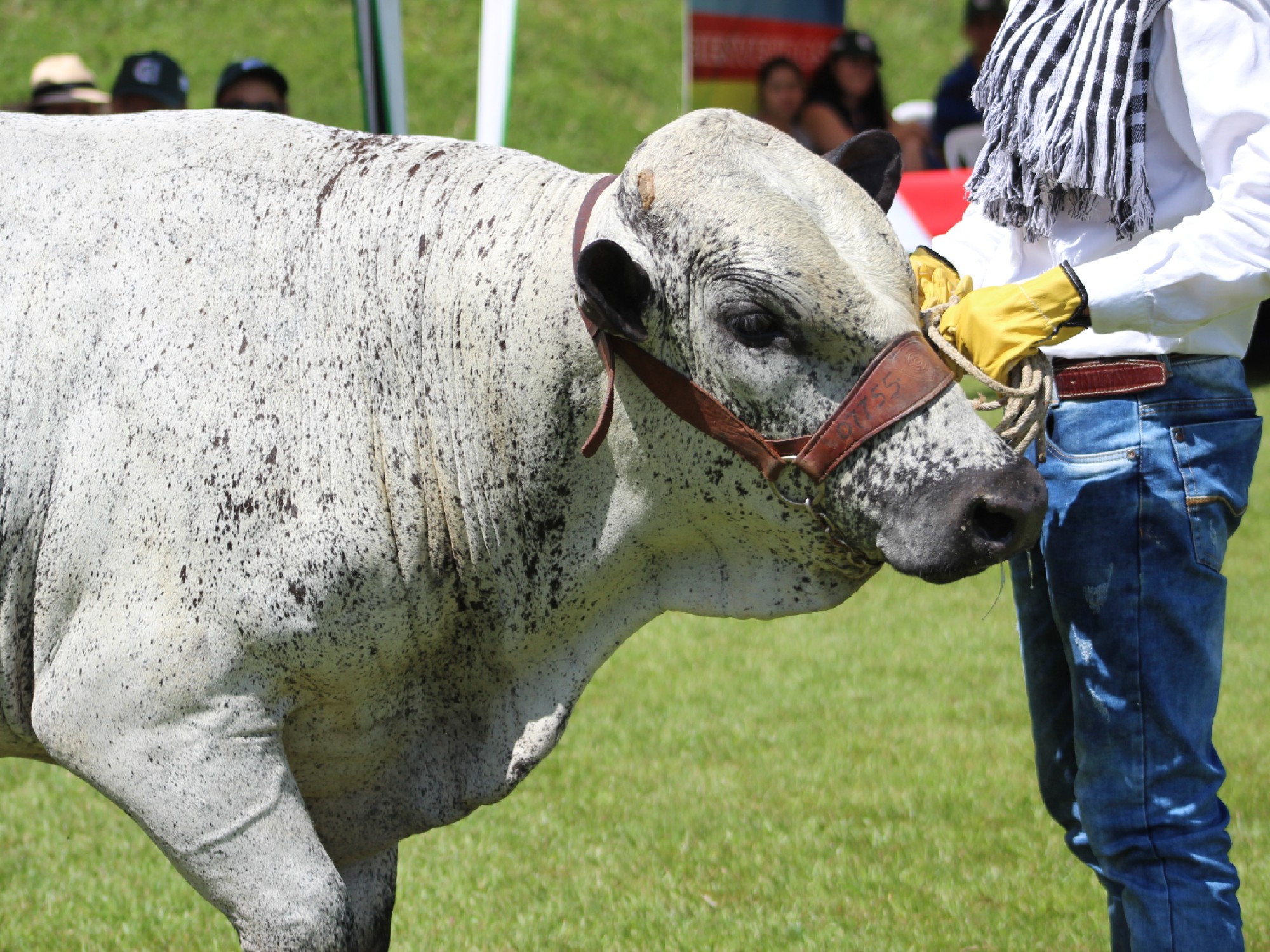 Están abiertas las inscripciones para ser parte de la XI Prueba de Desempeño para toros Blanco Orejinegro – BON