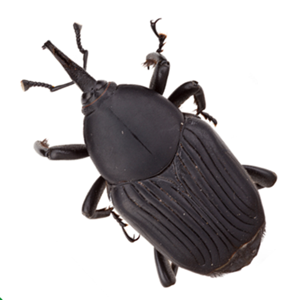 Rhynchophorus Palmarum 616X616