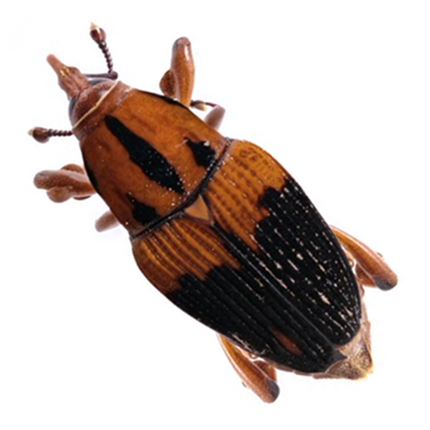 Matamasius Hemipterus 616X616