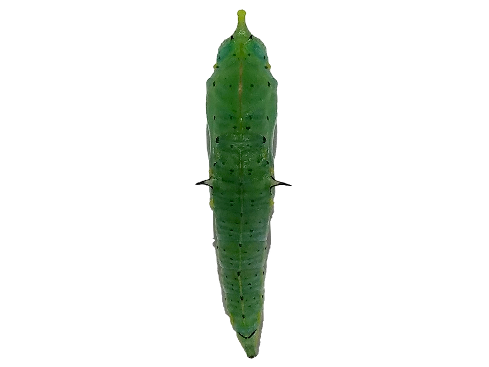 Leptophobia aripa (Boisduval, 1836) 