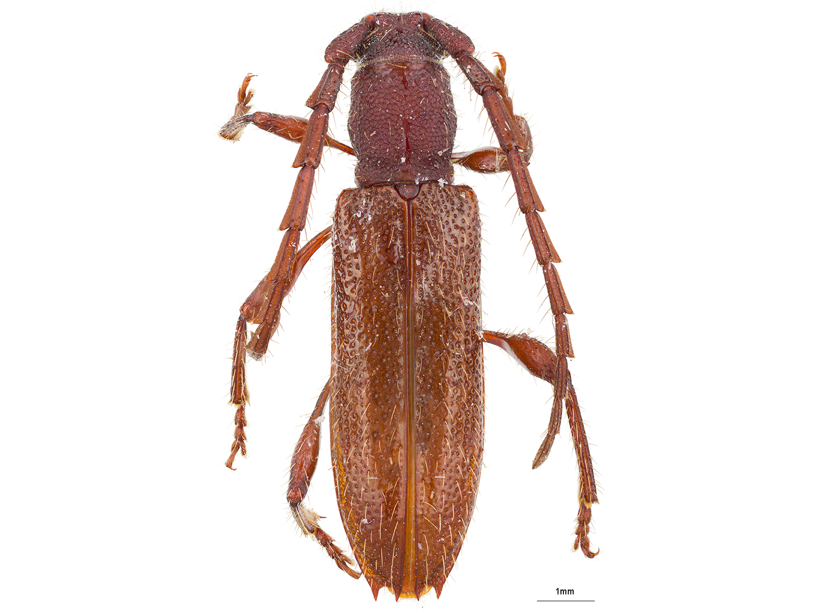 Nueva especie para la ciencia acaba de ser descrita en la CTNI