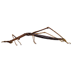 Orthoptera