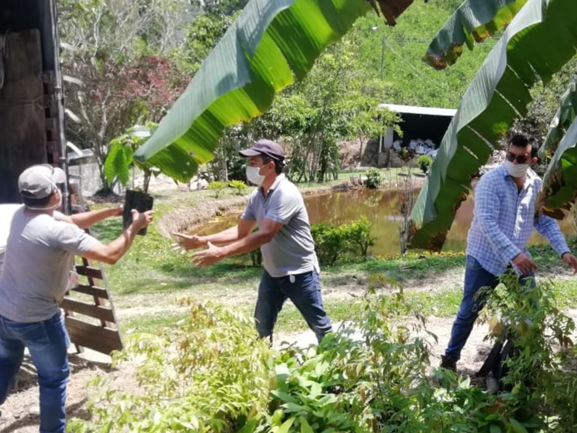 AGROSAVIA retoma entrega de 21 mil plántulas de cacao en Santander y Boyacá