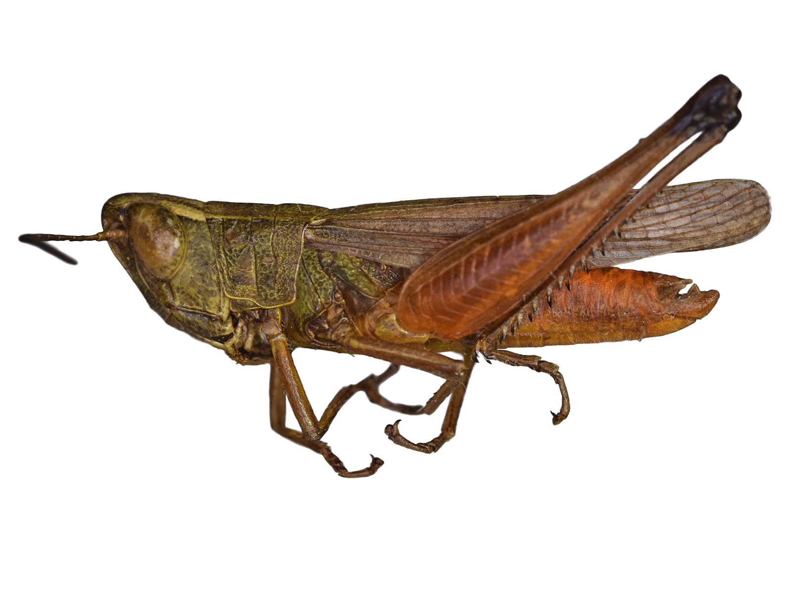 Amblytropidia trinitatis Bruner, 1904 