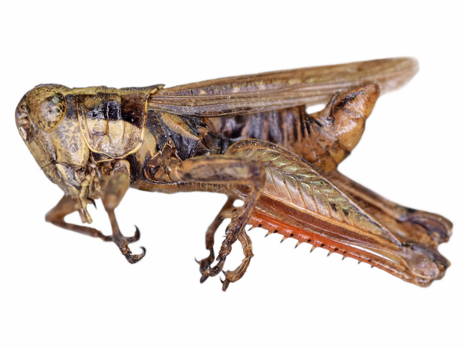 Baeacris descampsi (Carbonell & Ronderos, 1973) 
