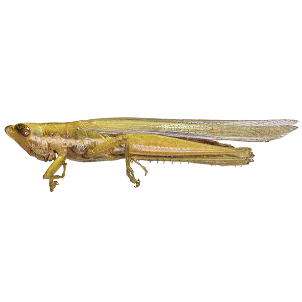 <p><em>Cornops</em></p>