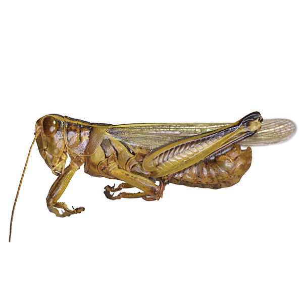 <p><em>Melanoplus</em></p>