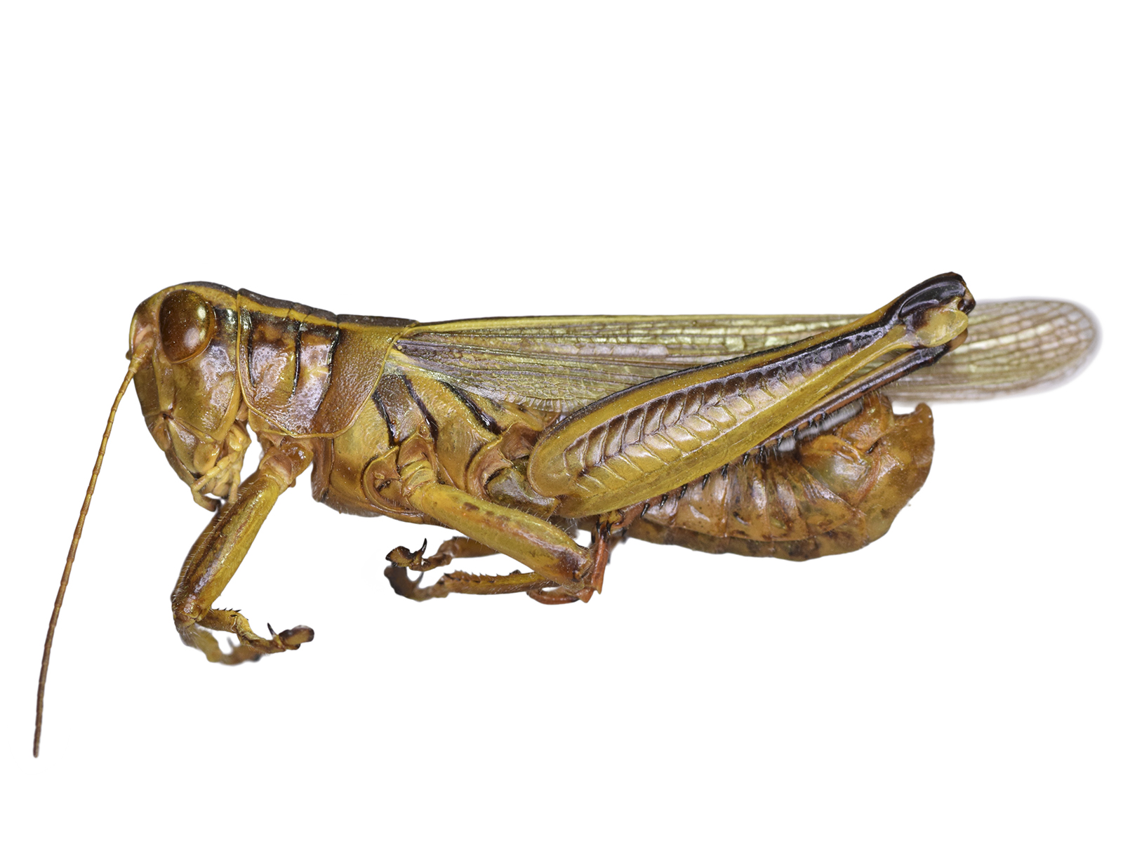 Melanoplus bivittatus (Say, 1825) 