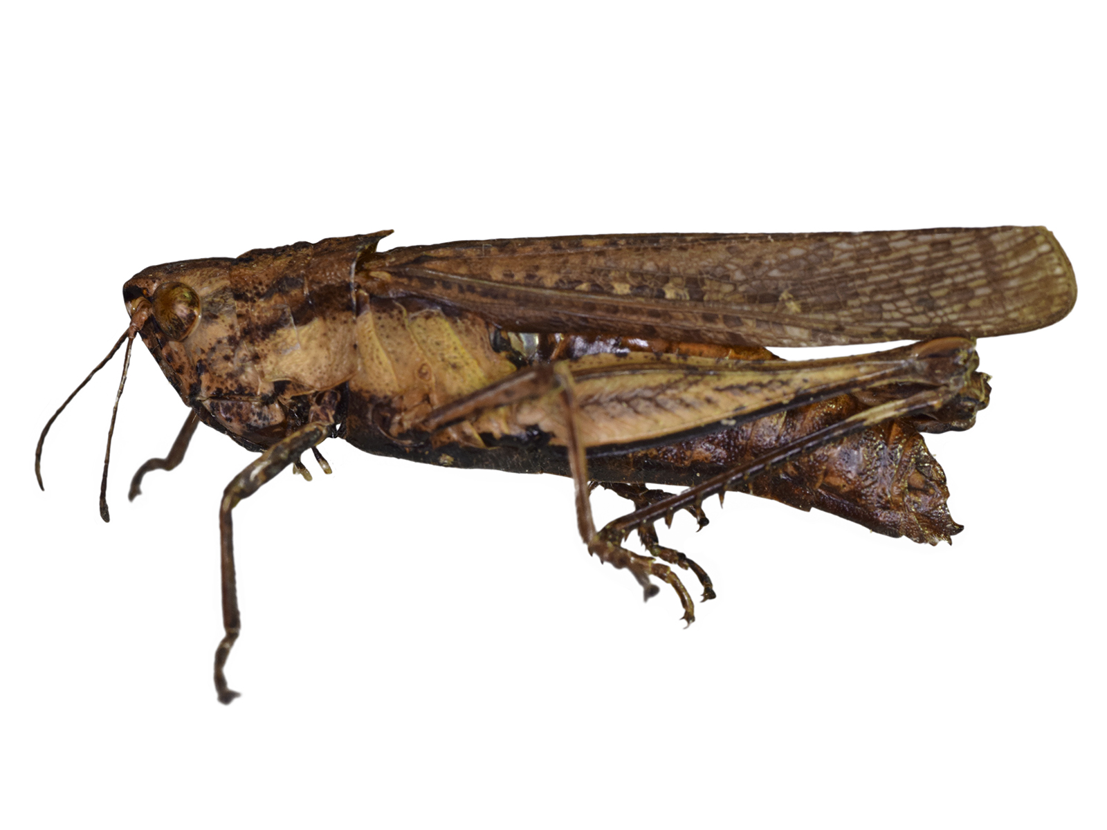 Peruvia nigromarginata (Scudder, 1875) 