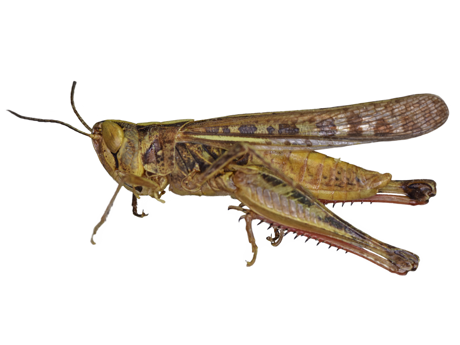 Rhammatocerus cyanipes (Fabricius, 1775) 