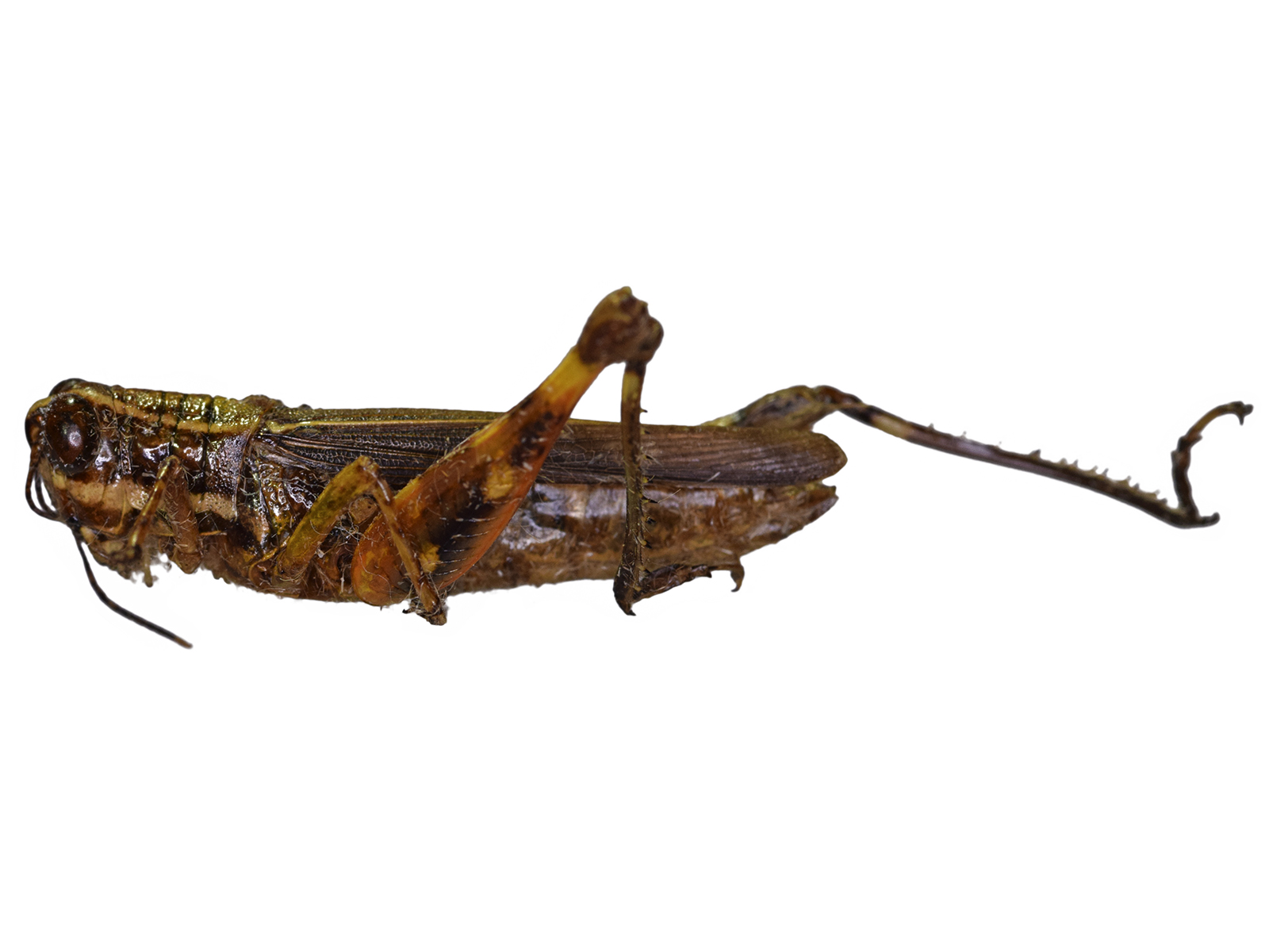 Tetrataenia surinama (Linnaeus, 1764) 
