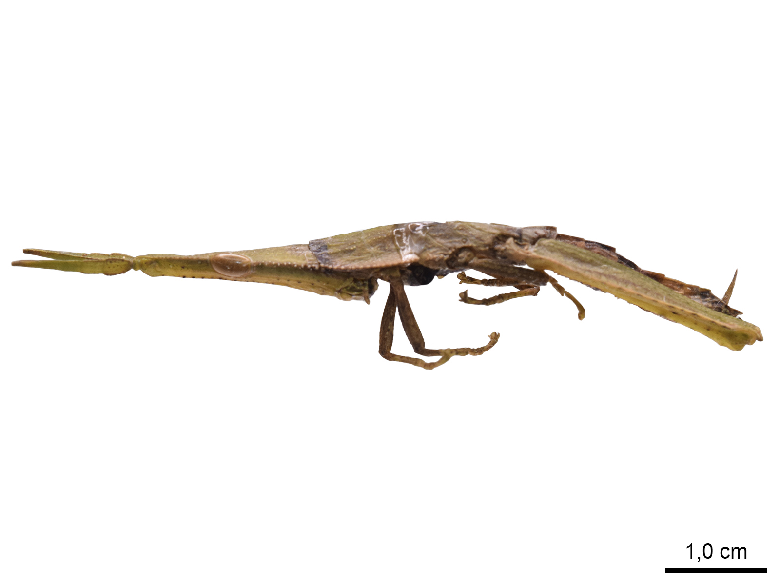 Apioscelis araracuensis Bentos-Pereira & Listre, 2005