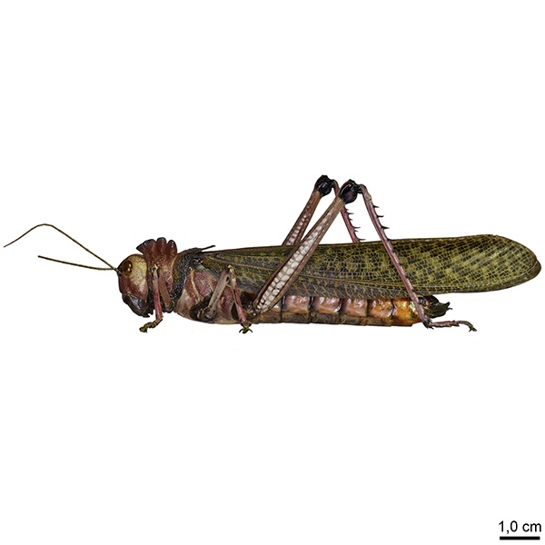 Romaleidae