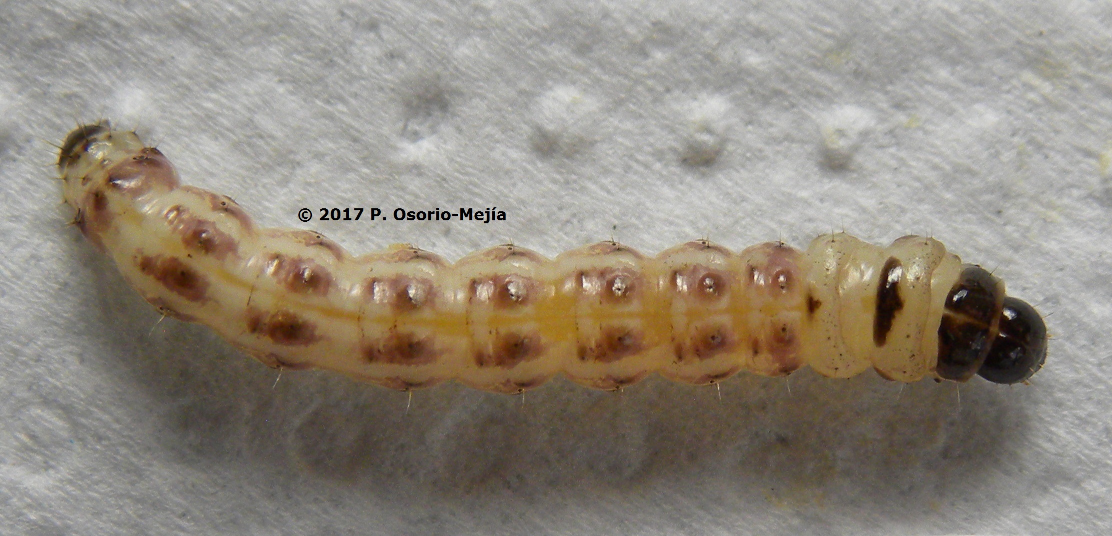 E. Insuastii Larva