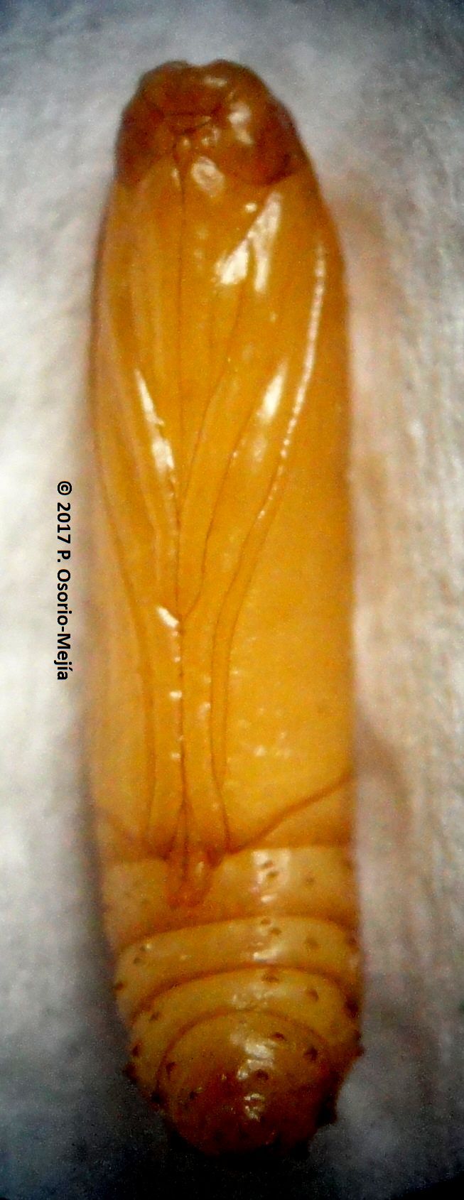 E. Insuastii Pupa