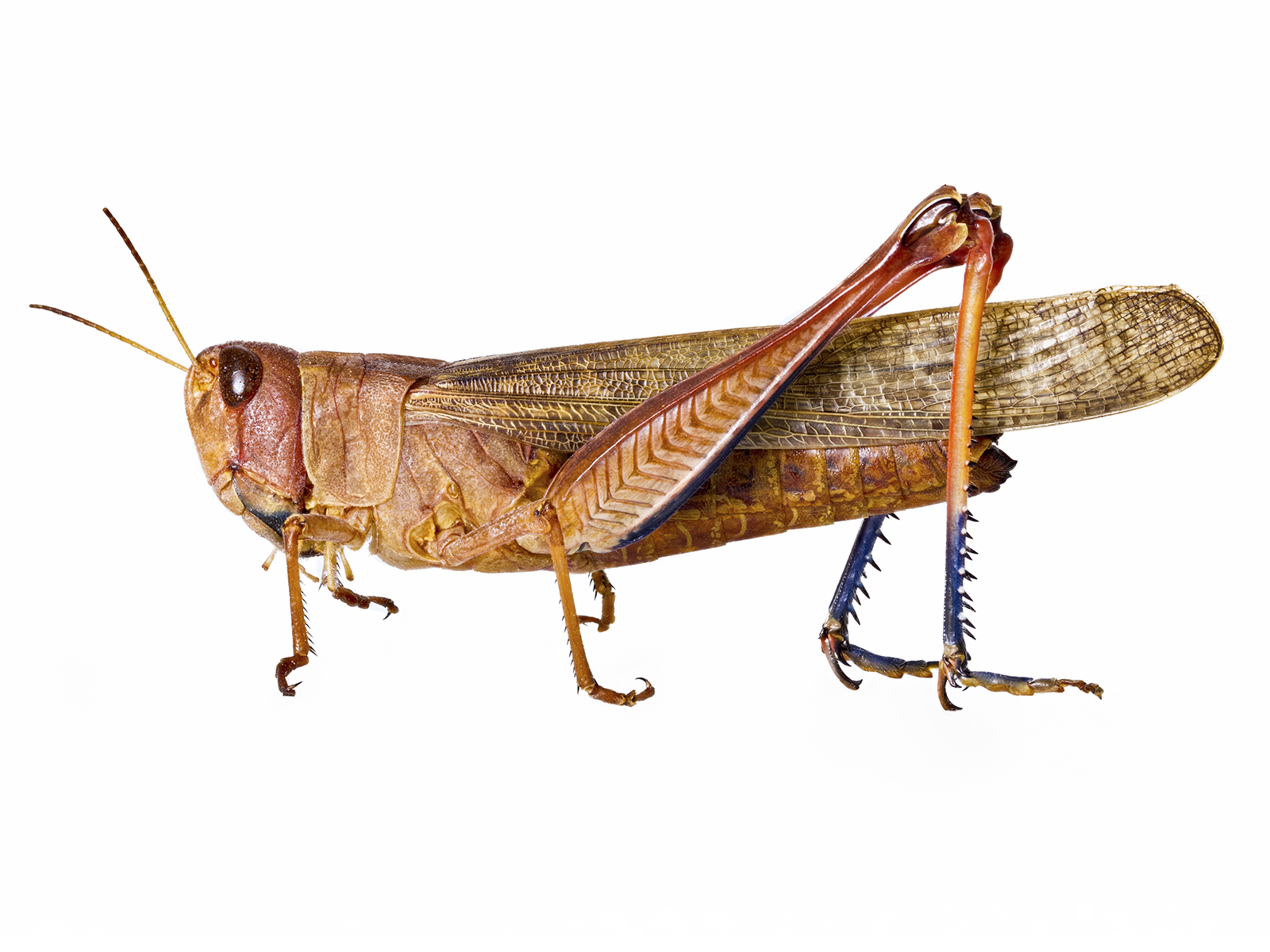 Rhammatocerus schistocercoides (Rehn, 1906) 