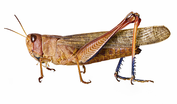 Orthoptera