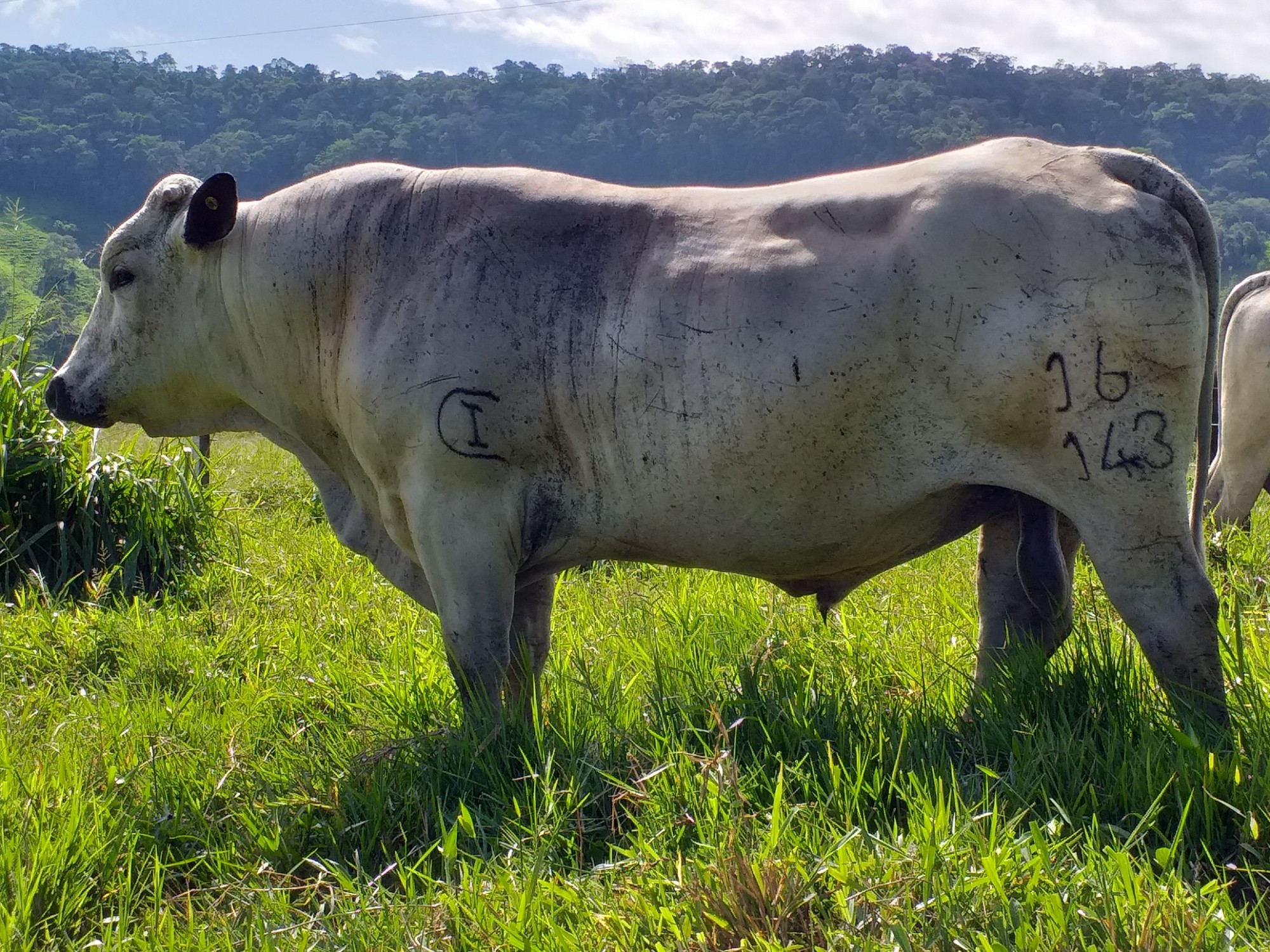 AGROSAVIA subasta cuatro toros BON con excelente condición reproductiva y altos estándares genéticos