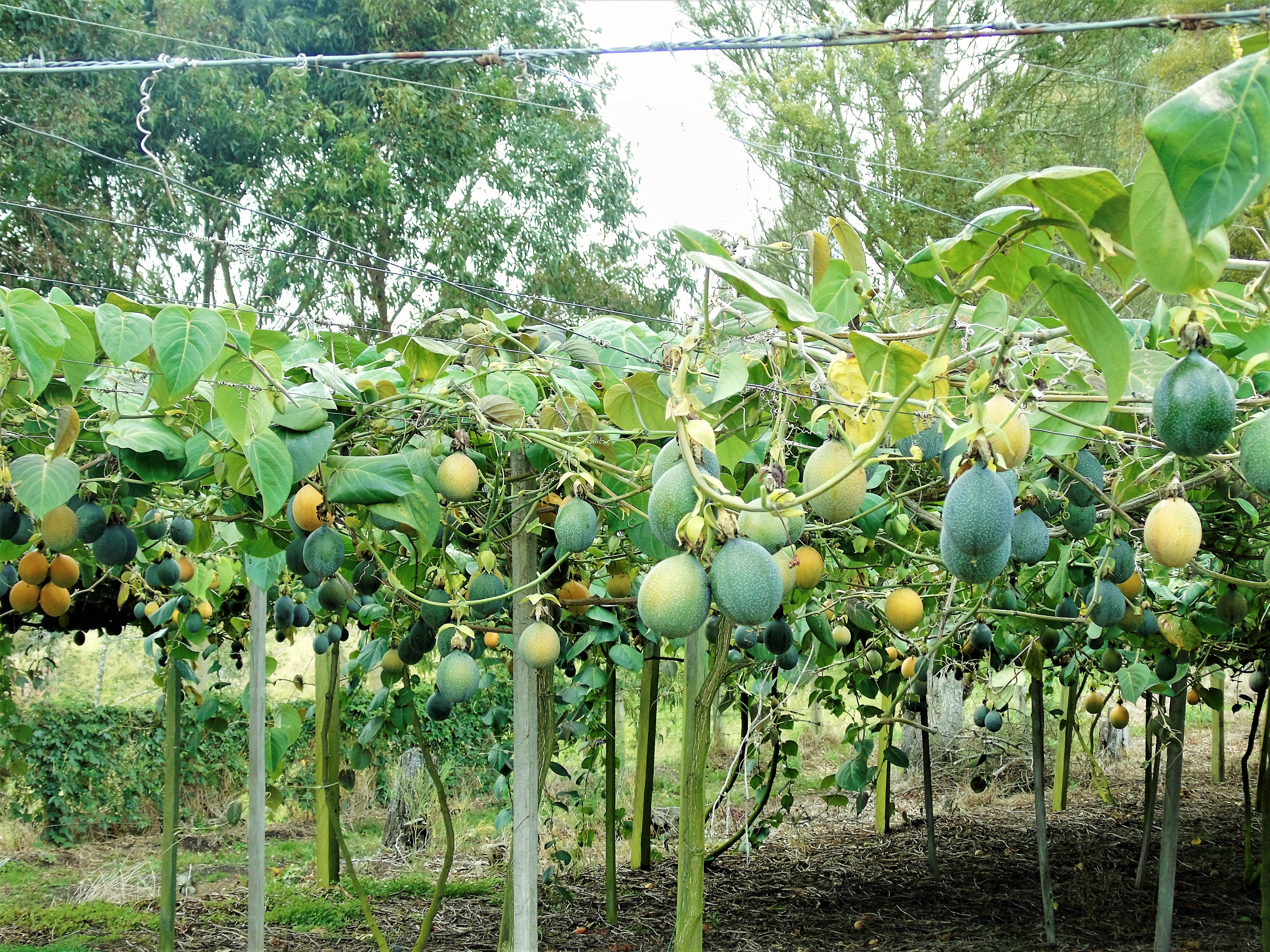 AGROSAVIA pone a disposición del sector productivo de las pasifloras en Colombia, información fundamental para la prevención de la secadera